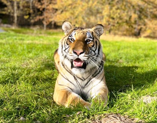 Tiger laying down in the grass in an open field