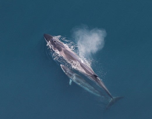 A fin whale mom with swimming with their calf