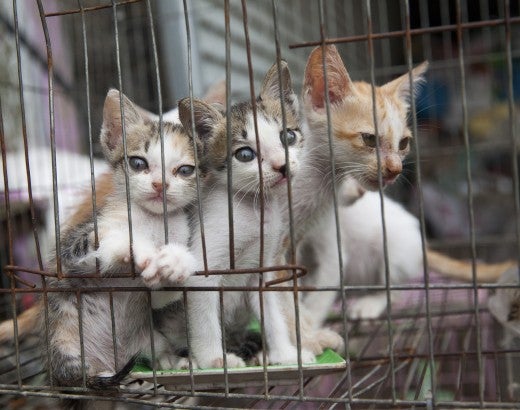 Kittens in a cage at a slaughterhouse