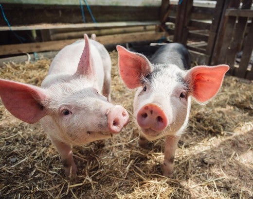 Two pigs in a farm stall