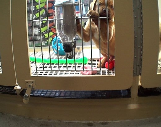 A puppy standing in a wire cage at a pet store