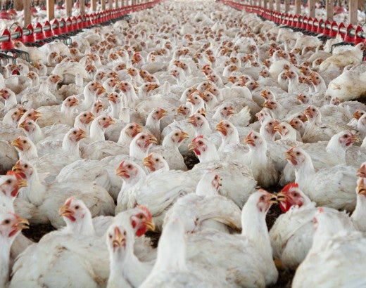 Hundreds of chickens packed together at a broiler farm