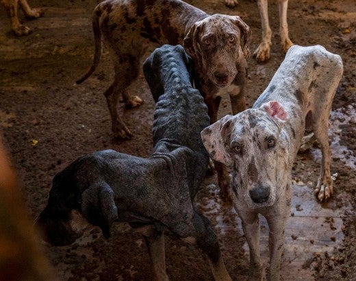 Many underweight dogs standing in filthy room during HSUS rescue