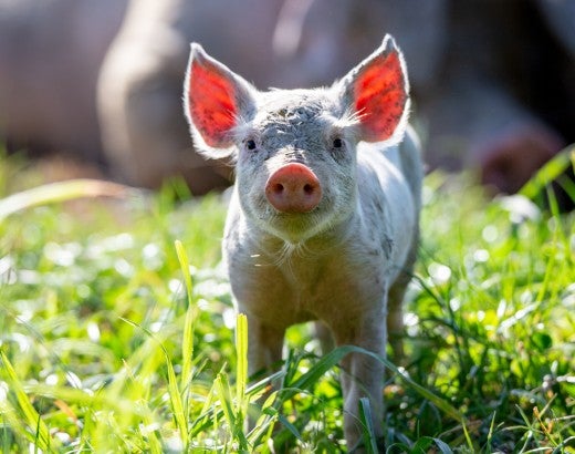 A young pig stands in an open field