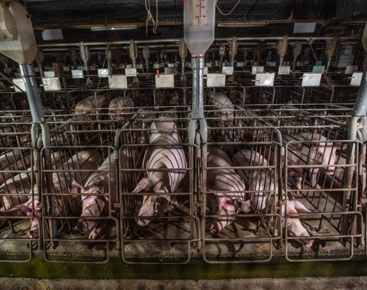 A row of pigs confined to small gestation crates
