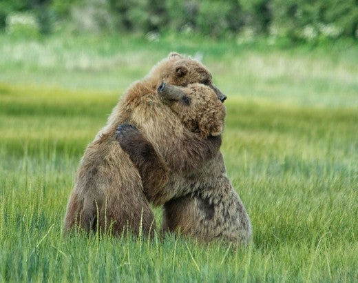 Two bears hugging during a bout of play fighting