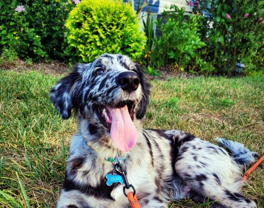 A dog lounges outside in the grass with their tongue hanging out