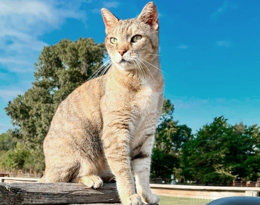 Felicia the farm cat sits on a fence post at Black Beauty Ranch.