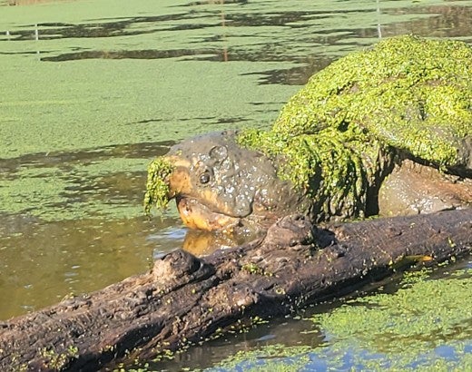  alligator snapping turtle nicknamed “the kraken” surfaces in a sanctuary pond 