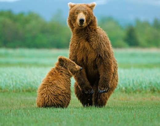 A mother bear stands with her cub