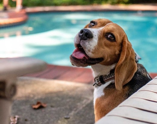 Happy beagle by the pool