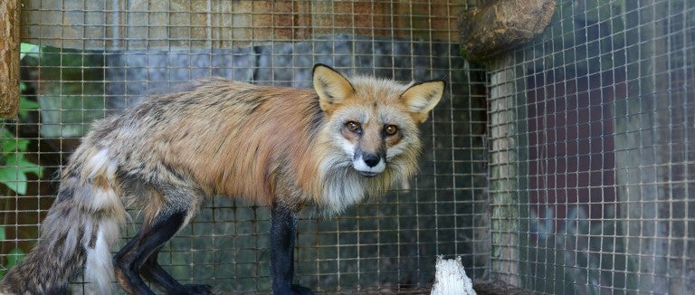 Going fur free can end suffering of animals like this red fox on a fox and mink farm.