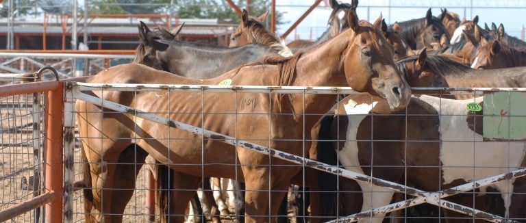 American horses in export pens in Texas and New Mexico before transport to Mexican horsemeat plants