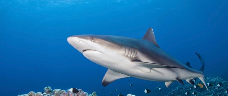 Shark in coral reef