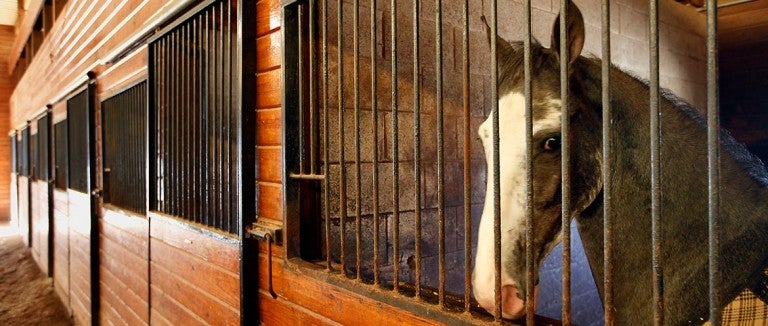 Tennesse Walking Horse in stable