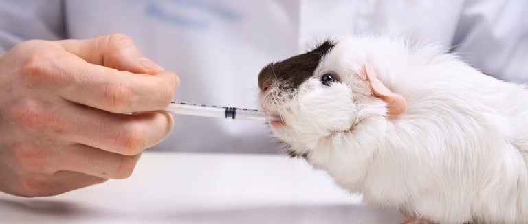 Using animals in experiments | The Humane Society of the United States