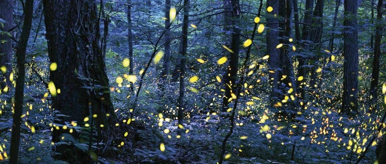 Fire flies in summer in Great Smoky Mountains National Park