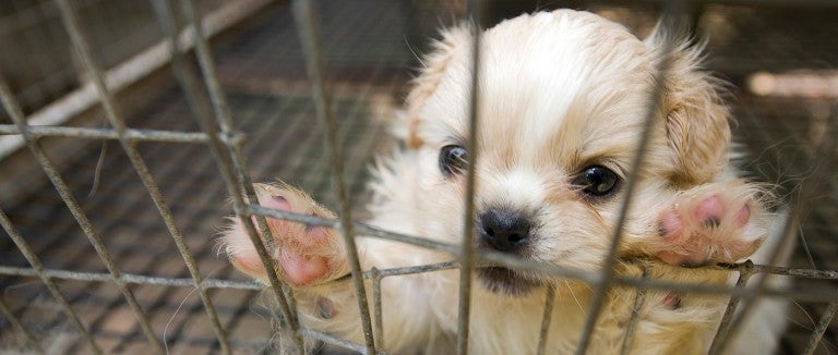 Seven ways you can stop puppy mills | The Humane Society of the United  States