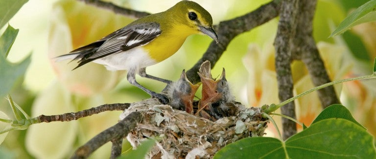 Mom bird feeding her babies in a nest