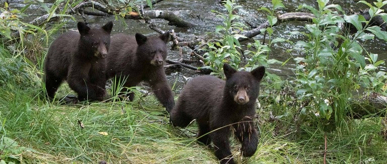 Black bear cubs walking near stream