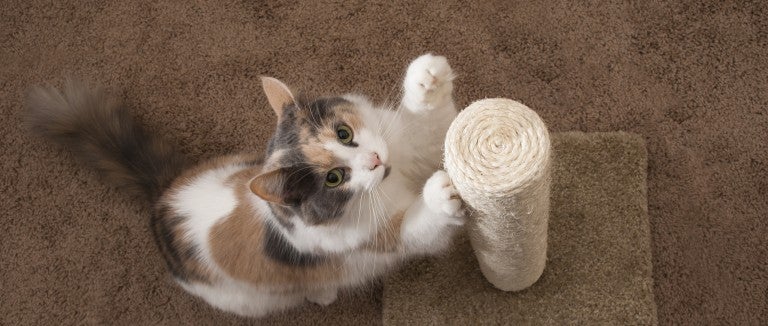 Cat clawing a scratching post