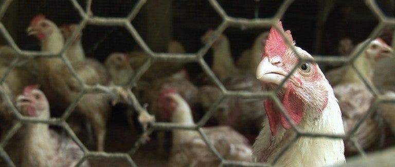 Caged hens before being rescued from cockfighting raid