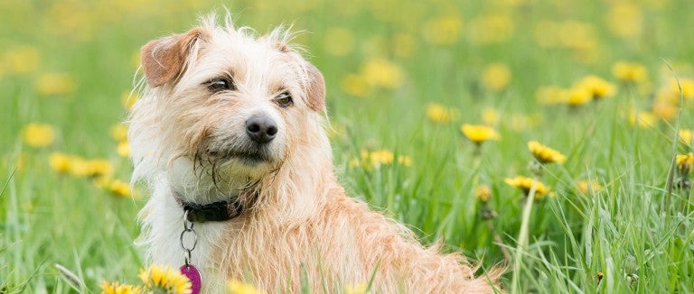 Dog relaxing in a field of yellow flowers