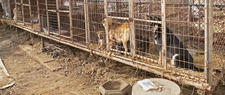 Two dogs in a cage on a dog meat farm in South Korea