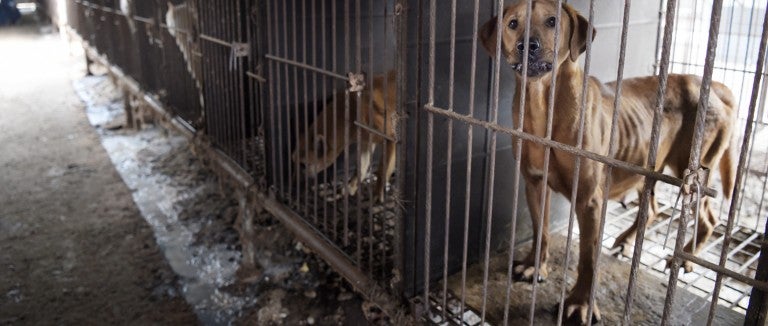 Dog in a cage at a South Korea dog meat farm