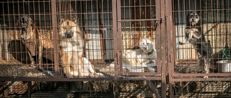 Dogs in filthy cages at a dog meat farm in South Korea