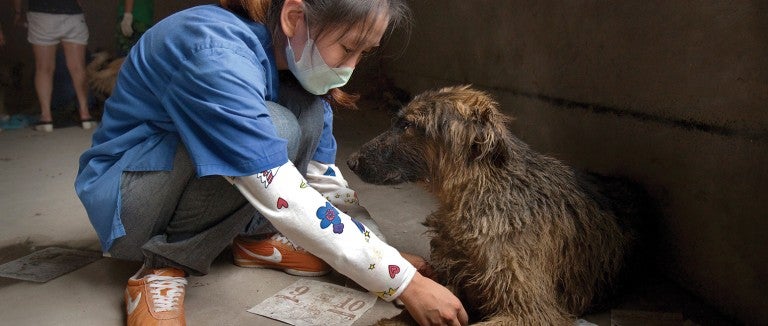 A Veterinarian treats a dog rescued from the China dog meat trade.