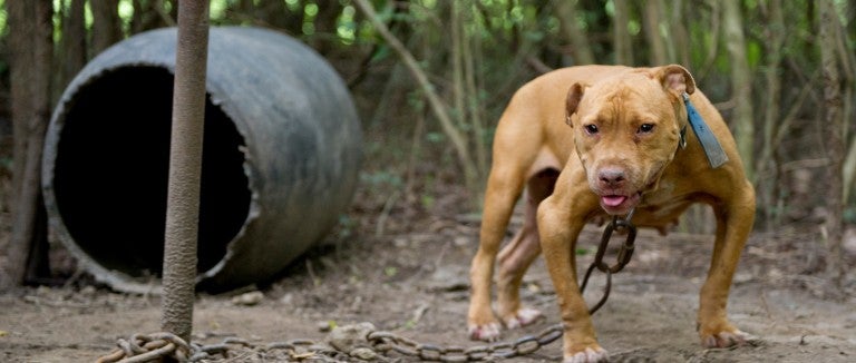 The facts about dogfighting | The Humane Society of the United States
