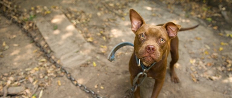 dogfighting dog tied up with a heavy chain