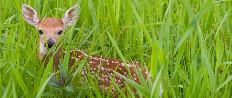 Fawn in a field of tall green grass