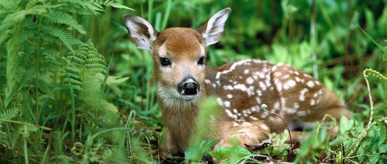 Fawn sitting in the grass.