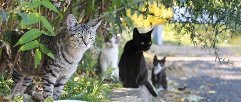 How to help your neighborhood's feral felines tips for keeping