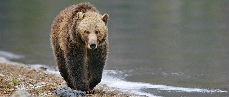 A lone grizzly walks by the side of Yellowstone Lake