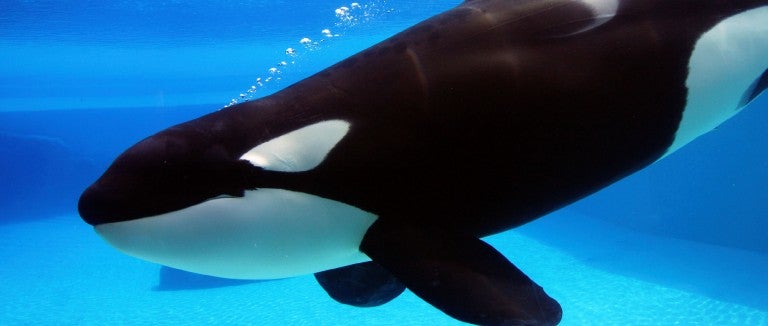 Captive orca swimming in a tank