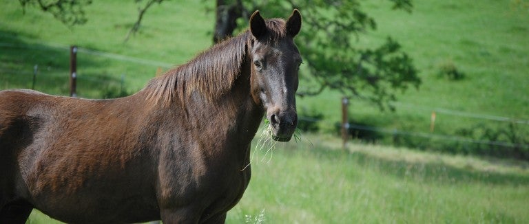 Horse at Duchess Sanctuary