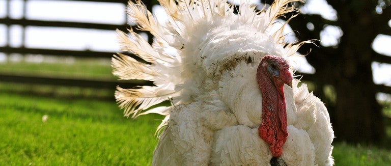 Turkey at Farm Sanctuary