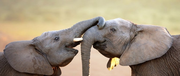 elephants being affectionate with each other