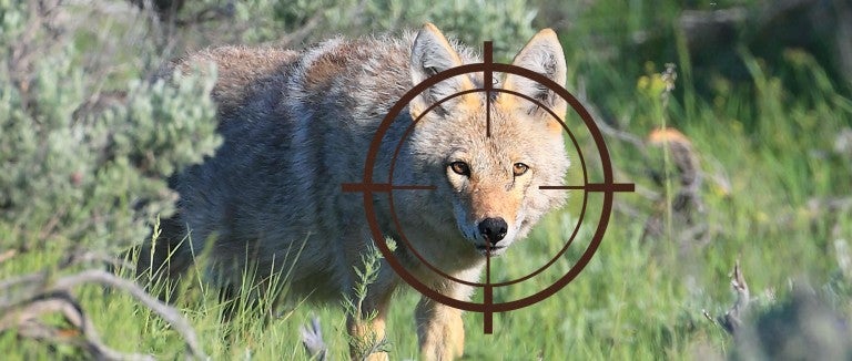 Photo illustration of a coyote with crosshairs over her face