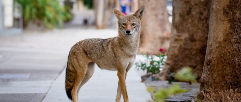 Coyote on an urban sidewalk