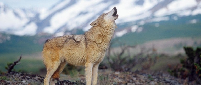 A grey wolf calls out at Glacier National Park in Montana.