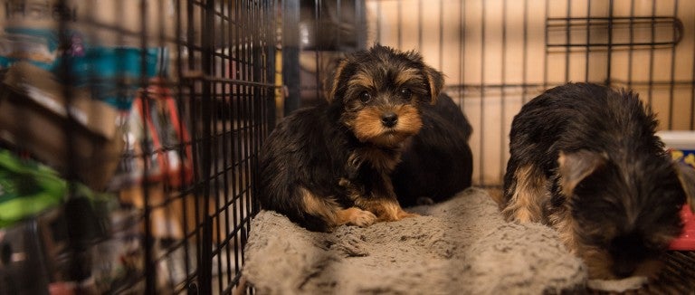 Sad puppies sitting in a filthy cage at a North Carolina puppy mill. 