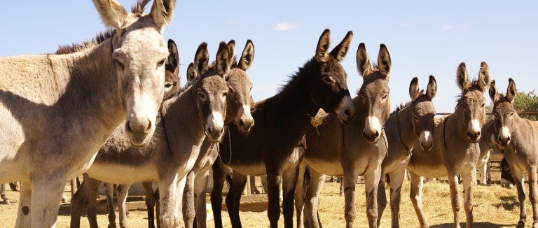 Row of burros
