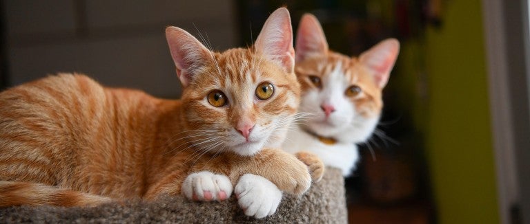 Aggression between cats | The Humane Society of the United States