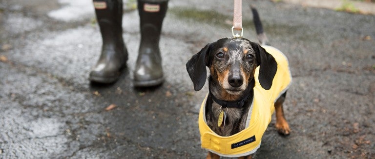 Small dog wearing a rain jacket