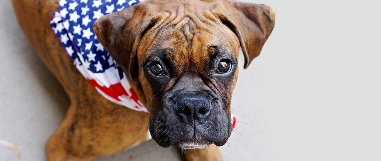 Fireworks: An explosion of fear for animals | The Humane Society of the  United States