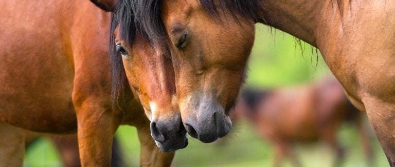 Two horses nuzzling each other